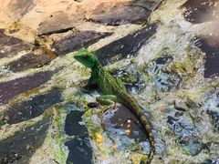 -上海大自然野生昆虫馆(东方明珠·爬宠昆虫探索中心)