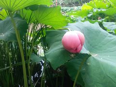 -陈家山荷花公园