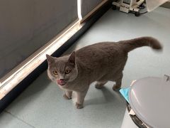 -佳怡动物医院·平价24小时·猫专科骨外科