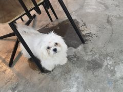 -房东的猫宠物生活馆