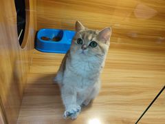 -猫十亿·布偶金渐层·曼基康矮脚猫舍(青年路店)