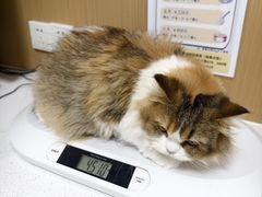 -瑞派康怡24h宠物医院·犬猫医疗中心·微创绝育(瑞景分院)
