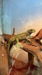 -Zoolung Zoolung动物主题公园(海信广场店)