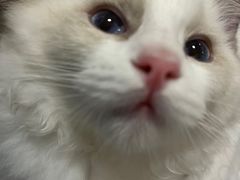 -嘉美宠物医院