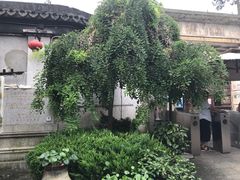 -枫泾古镇-人民公社旧址