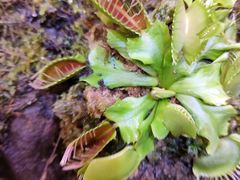 -正佳雨林生态植物园