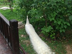 -横道河子东北虎林园