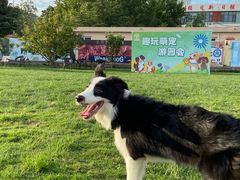 -趣玩宠物乐园寄养训犬训狗游泳池