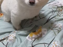 -小叮当动物医院·骨科·眼科