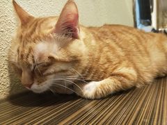 -more than meow吴止猫主题餐厅(承德 中船汇店)