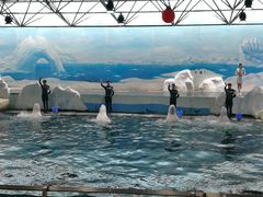 -秦皇岛乐岛海洋王国