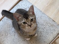 -猫咪派对(江南西店)