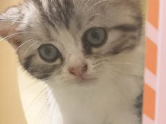 -屋虎猫馆(宝安大仟里店)