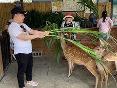 -鹿境梅花鹿生态园区