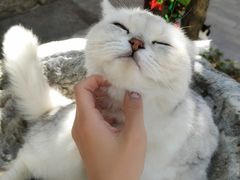 -喵屿·大理花园猫咖