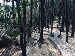 -火炉山森林公园