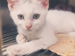 -申普宠物医院·心脏介入·心血管微创(总院)