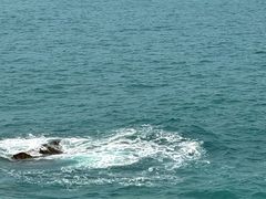 -广东惠东海龟国家级自然保护区