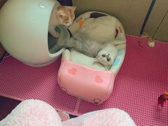 -喵的天空名猫咖啡馆·撸猫·猫舍·用品