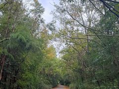 -上海海湾国家森林公园