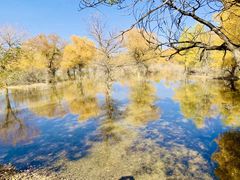 -金塔沙漠胡杨林景区