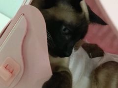 -纳吉亚猫专科动物诊疗中心(蒋宅口分院)