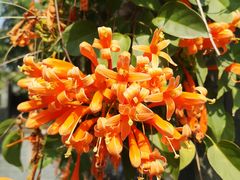 -广州神农草堂中医药博物馆