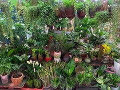 -花鸟鱼虫鲜花绿植市场(玉泉路店)