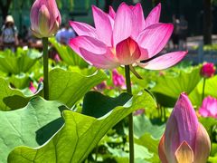 -莲花池公园