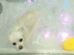 -佳雯宠物医院(四明中路分院)