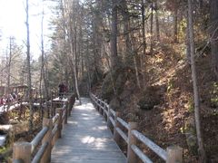 景点-五营红松林海景区