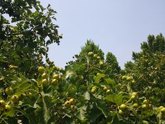 -济南国际园博园