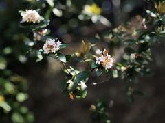 -狐尾山公园
