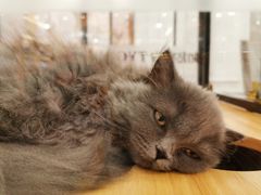 -袖虎·猫馆(体育西路店)