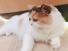 -CAT’S MEWSTAR CAFE·喵星球猫屋(晴湾咖啡店)