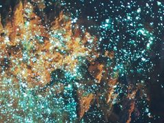 -怀托摩萤火虫洞