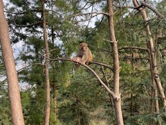 -重庆雨台山风景区