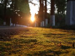 -黄海国家森林公园