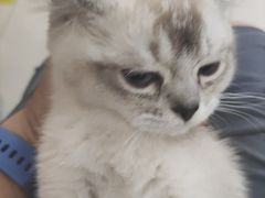 -鼓捣猫呢主题猫咖店