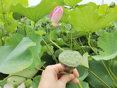 -嘉北郊野公园