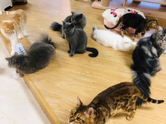 -猫和宫(六道口店)