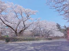 -武汉大学-樱园
