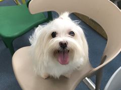 -宠颐生宠物医院外科·内科·皮肤科·影像科(石龙店)