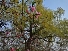 -桃花堤公园