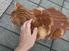 -宠物之家Pets Home 宠物寄养酒店