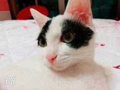 -创凡宠物医院·骨专科  猫科中心(西乡分院)