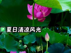 -保定东湖公园(莲池区)