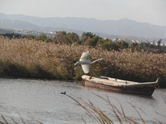 -烟墩角天鹅湖