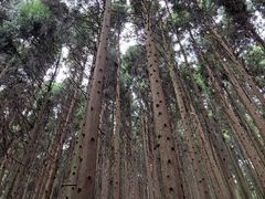 -山王坪喀斯特国家生态公园