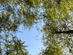 -番禺大夫山森林公园